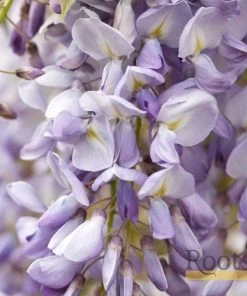 Roots Plants Wisteria Sinensis 'Prolific' | On A 90cm Cane In A 3L Pot