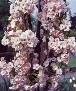 Roots Plants Trees & Shrubs Flagpole' Cherry Blossom Tree | Prunus Amanogowa
