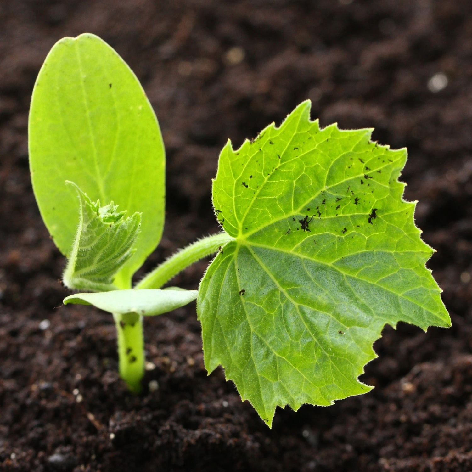 Roots Plants 3 Organic 'Cornells Bush Delicata' Winter Squash Plants 8 Roots Plants 3 Organic 'Cornells Bush Delicata' Winter Squash Plants