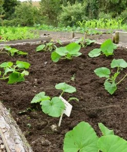 Roots Plants 3 Organic 'Cornells Bush Delicata' Winter Squash Plants 18 Roots Plants 3 Organic 'Cornells Bush Delicata' Winter Squash Plants