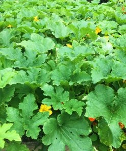 Roots Plants 3 Organic 'Cornells Bush Delicata' Winter Squash Plants 21 Roots Plants 3 Organic 'Cornells Bush Delicata' Winter Squash Plants