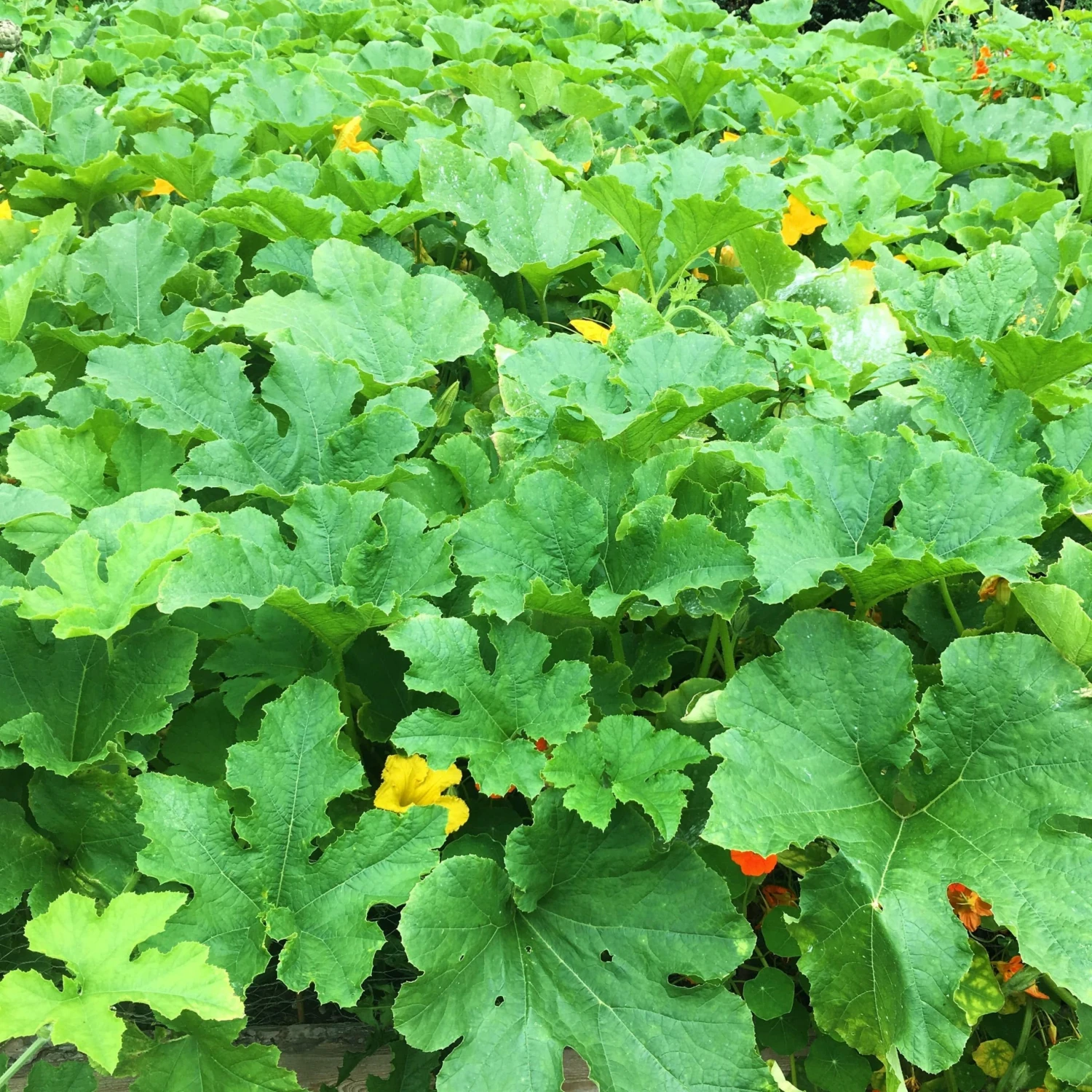 Roots Plants 3 Organic 'Cornells Bush Delicata' Winter Squash Plants 12 Roots Plants 3 Organic 'Cornells Bush Delicata' Winter Squash Plants