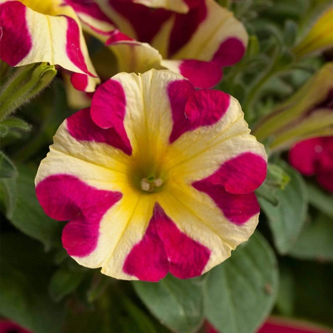 Roots Plants Petunias 20cm Petunia 'Queen Of Hearts' | 1L Pot 5 Roots Plants Petunias 20cm Petunia 'Queen Of Hearts' | 1L Pot