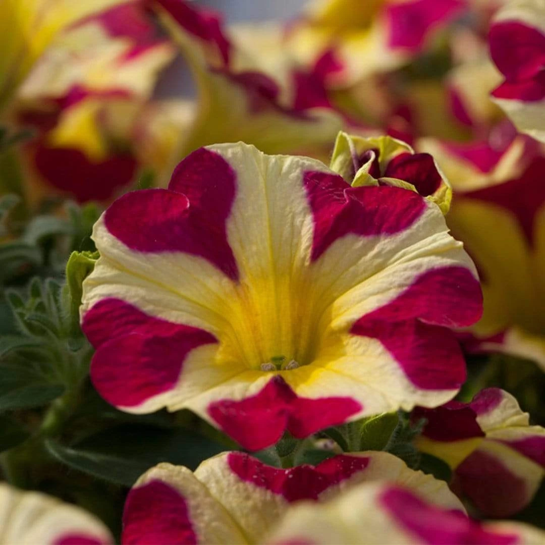 Roots Plants Petunias 20cm Petunia 'Queen Of Hearts' | 1L Pot 3 Roots Plants Petunias 20cm Petunia 'Queen Of Hearts' | 1L Pot