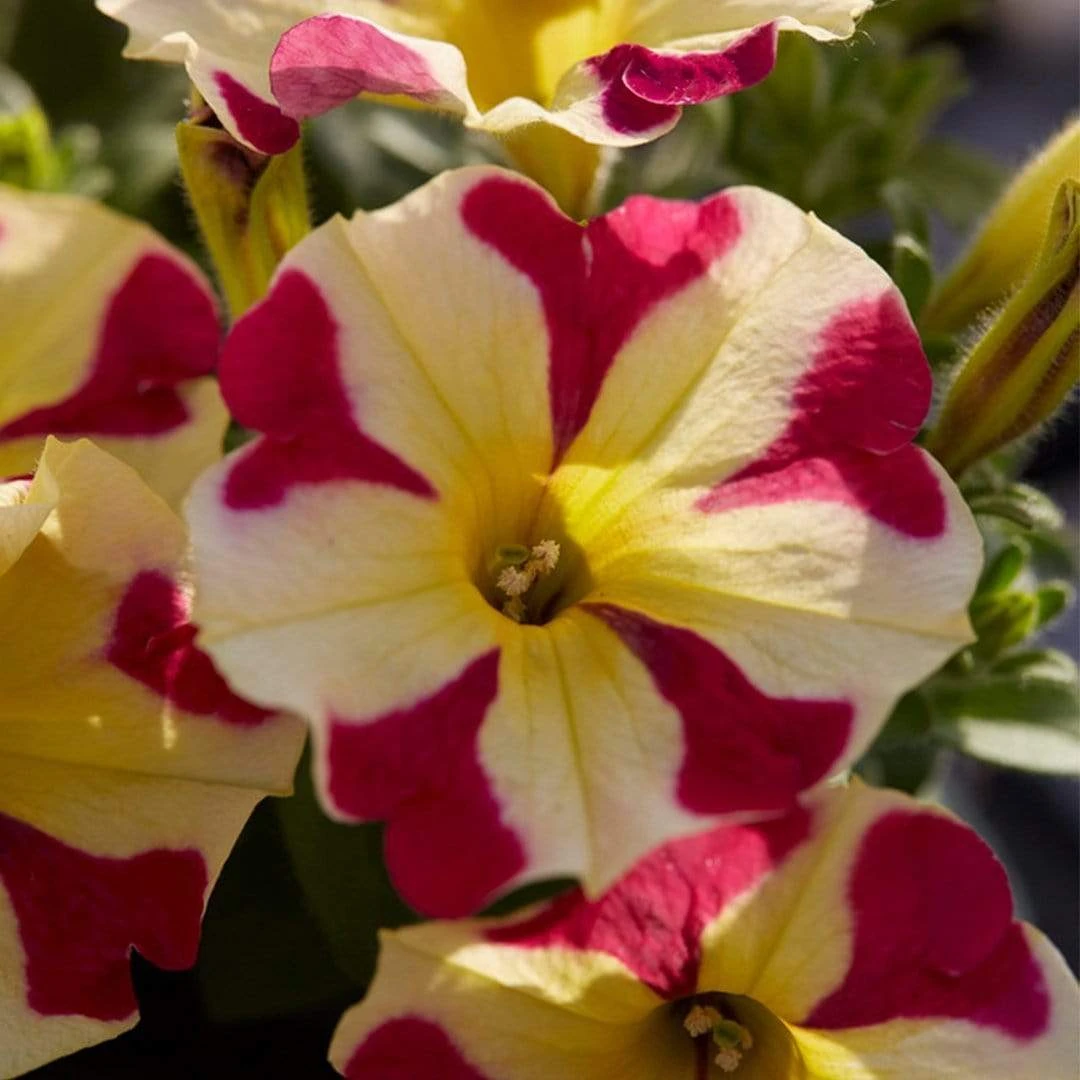 Roots Plants Petunias 20cm Petunia 'Queen Of Hearts' | 1L Pot 4 Roots Plants Petunias 20cm Petunia 'Queen Of Hearts' | 1L Pot
