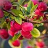 Roots Plants Trees & Shrubs Red Sentinel' Crabapple Tree