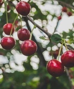 Roots Plants Fruits Cross-pollinating Cherry Collection | Kordia, Merchant & Regina 10 Roots Plants Fruits Cross-pollinating Cherry Collection | Kordia, Merchant & Regina