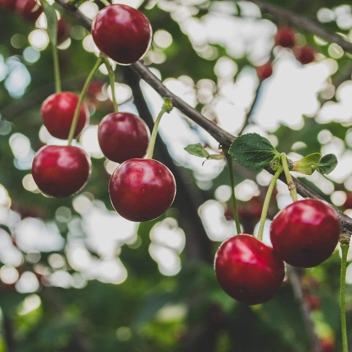 Roots Plants Fruits Cross-pollinating Cherry Collection | Kordia, Merchant & Regina 5 Roots Plants Fruits Cross-pollinating Cherry Collection | Kordia, Merchant & Regina