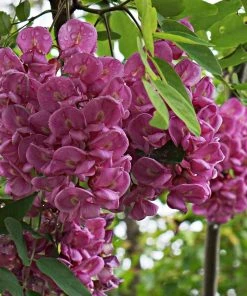 Roots Plants Pink Cascade' Robinia Pseudoacacia Tree | False Acacia