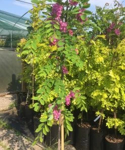 Roots Plants Pink Cascade' Robinia Pseudoacacia Tree | False Acacia 7 Roots Plants Pink Cascade' Robinia Pseudoacacia Tree | False Acacia