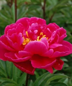 Roots Plants Peony 'Karl Rosenfield' | 3L Pot Perennials