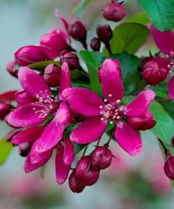 Roots Plants Royalty Crabapple Tree Fruits