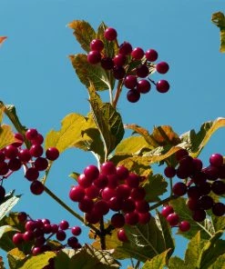 Roots Plants Royalty Crabapple Tree Fruits