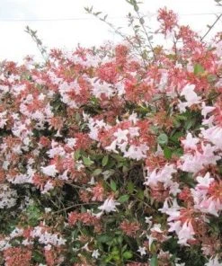 Roots Plants Abelia Grandiflora
