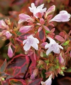 Roots Plants Abelia Sunshine Daydream