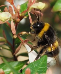 Roots Plants Abelia Sunshine Daydream