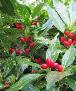 Roots Plants Aucuba Japonica Crotonifolia All Shrubs