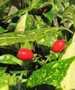 Roots Plants Aucuba Japonica Crotonifolia All Shrubs
