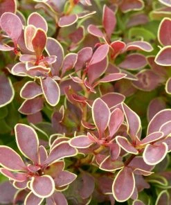 Roots Plants All Shrubs Berberis 'Admiration' | Japanese Barberry