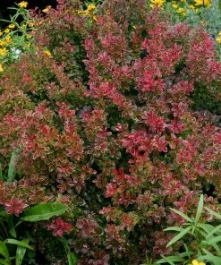 Roots Plants All Shrubs Berberis 'Admiration' | Japanese Barberry