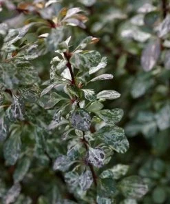 Roots Plants Berberis 'Harlequin' | Japanese Barberry