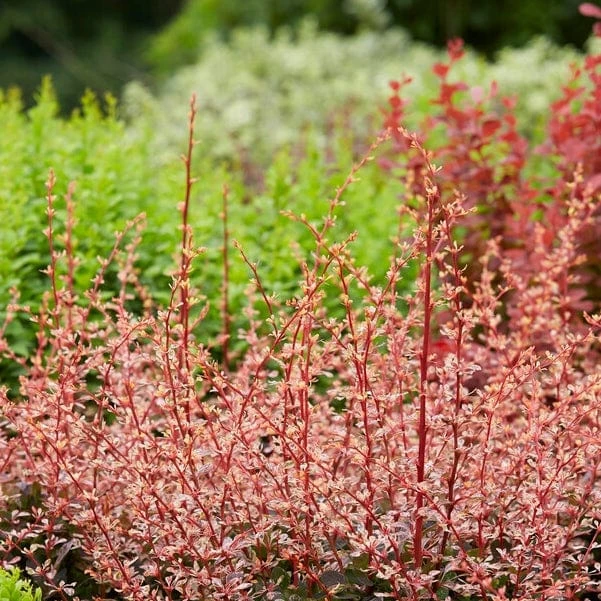 Roots Plants Berberis 'Harlequin' | Japanese Barberry 5 Roots Plants Berberis 'Harlequin' | Japanese Barberry