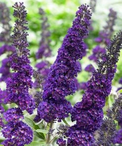 Roots Plants Buddleja Davidii Black Knight | Butterfly Bush All Shrubs