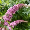 Roots Plants Buddleja Davidii Pink Delight | Butterfly Bush All Shrubs 1 Roots Plants Buddleja Davidii Pink Delight | Butterfly Bush All Shrubs