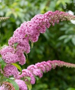 Roots Plants Buddleja Davidii Pink Delight | Butterfly Bush All Shrubs