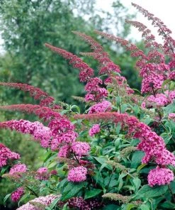 Roots Plants Buddleja Davidii Pink Delight | Butterfly Bush All Shrubs