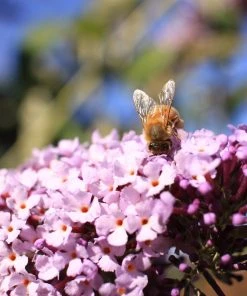 Roots Plants Buddleja Davidii Pink Delight | Butterfly Bush All Shrubs