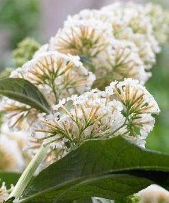 Roots Plants Buddleja Davidii White Profusion | Butterfly Bush