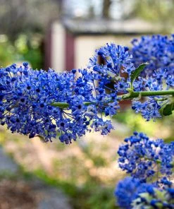 Roots Plants Ceanothus Southmead