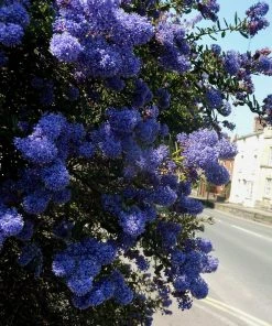 Roots Plants Ceanothus Southmead