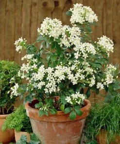 Roots Plants All Shrubs Mexican Orange Blossom | Choisya Ternata