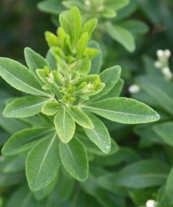 Roots Plants All Shrubs Mexican Orange Blossom | Choisya Ternata