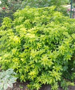 Roots Plants Mexican Orange Blossom 'Sundance' | Choisya Ternata All Shrubs