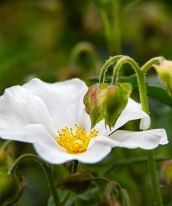 Roots Plants Cistus Corbariensis All Shrubs