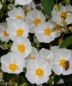 Roots Plants Cistus Corbariensis All Shrubs