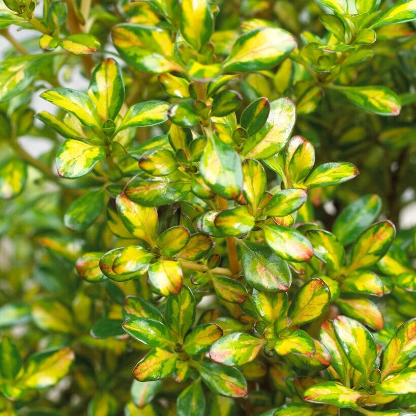 Roots Plants Coprosma Lemon And Lime 3 Roots Plants Coprosma Lemon And Lime