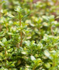 Roots Plants Coprosma Lemon And Lime 7 Roots Plants Coprosma Lemon And Lime