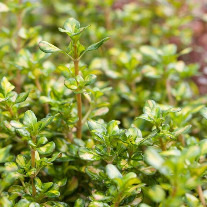 Roots Plants Coprosma Lemon And Lime 5 Roots Plants Coprosma Lemon And Lime