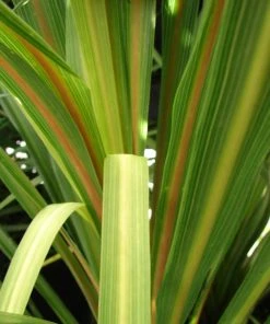 Roots Plants Cordyline Australis | New Zealand Palm
