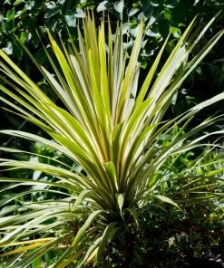 Roots Plants Cordyline Torbay Dazzler | New Zealand Palm