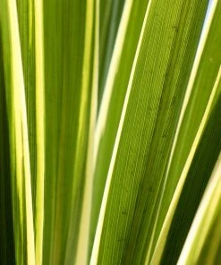 Roots Plants Cordyline Torbay Dazzler | New Zealand Palm