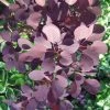 Roots Plants All Shrubs Cotinus Royal Purple | Smoke Tree