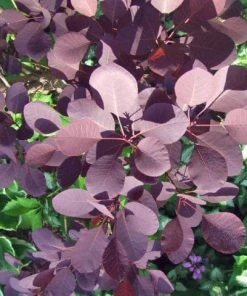 Roots Plants Hydrangea Best Shrubs For Borders