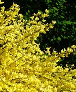 Roots Plants Cytisus Allgold