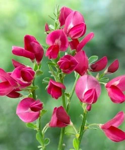 Roots Plants All Shrubs Cytisus Boskoop Ruby