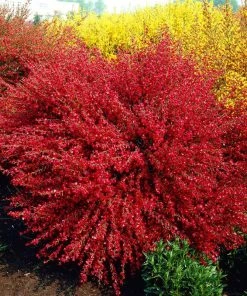 Roots Plants All Shrubs Cytisus Boskoop Ruby